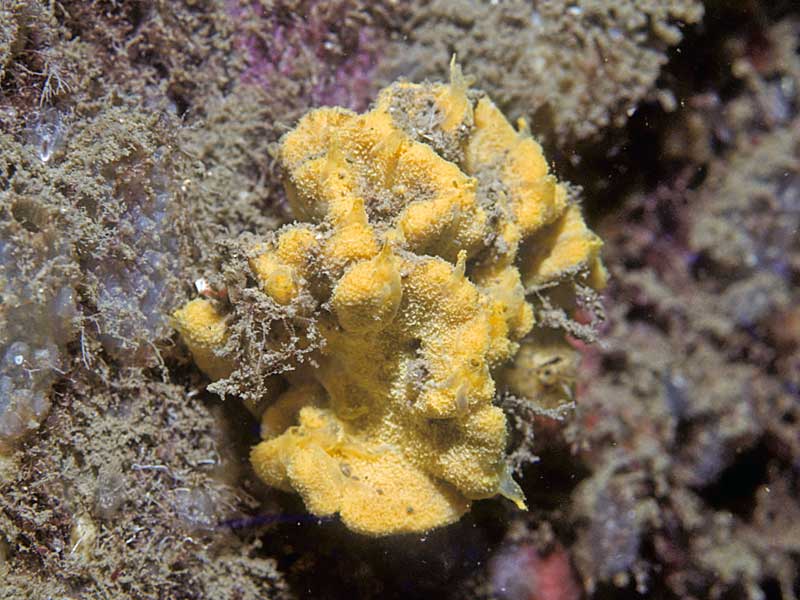 Axinella damicornis